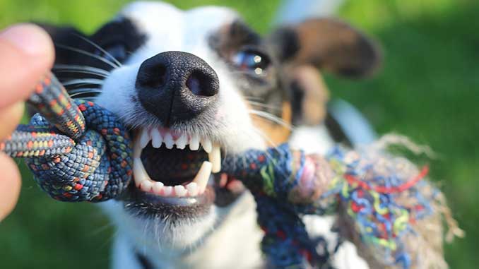 Зубная гигиена собаки – для здоровья клыков