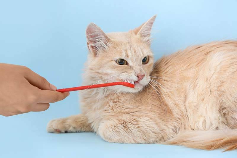 Зубная гигиена кошки – для острых зубов