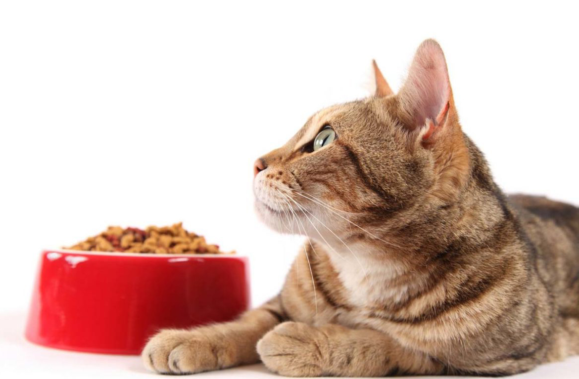Питание для кошек – любимые вкусы для ленивого кота