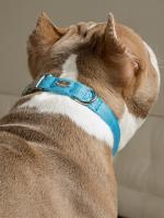 Воздушный ошейник для активных и серьёзных собак, размер M (цвет: голубой)