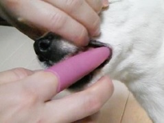 Зубная щетка анатомическая для собак средних и крупных пород с ручкой для снятия налета, цвет розовый.