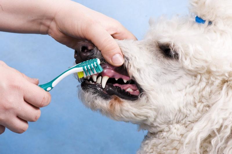 Зубная гигиена собаки – для здоровья клыков