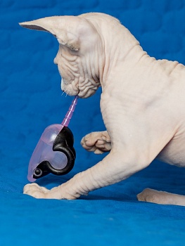 Пластиковая мышка с мататаби для массажа дёсен