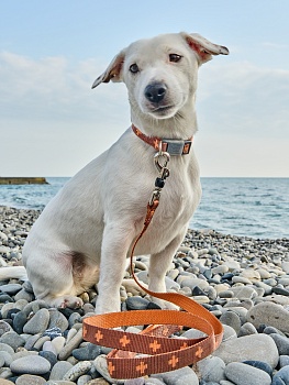 Поводок-стропа для собак DАISKI с механизмом защиты от срыва. Коричневый. Размер М