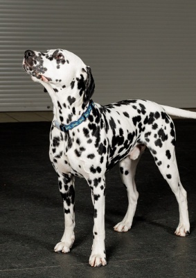 Ошейник для собак светоотражающий с двойной стропой и силиконовый защитой, синий, размер М.