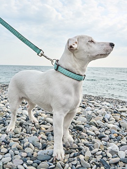 Поводок для собак гибридный в стиле эпохи Наполеоновского Амира, размер М, цвет ментол в горошек.