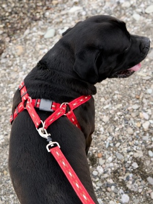 Шлейка эрго-анатомическая с двойной фиксацией АНТИСРЫВ и силиконовым креплением для собак до 30 кг, красная