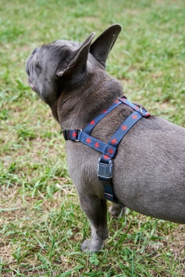 Шлейка для собак / Шлейка эрго-анатомическая, серия DАISKI для особо сильных пород, размер М, цвет синий.