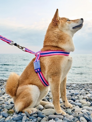 Шлейка для собак 'Простая фиксация' анатомическая с силиконовым креплением, цвет розовый, размер L