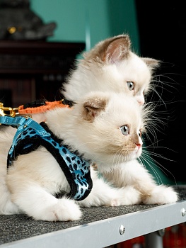 Анатомическая шлейка для кошек с золотым покрытием и поводком в наборе. Размер 3S. Голубой