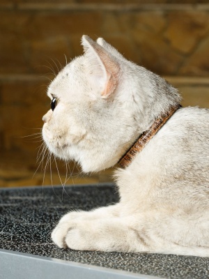 Безопасный ошейник для кошек Роскошный леопард с системой защиты от удушения , размер 3S, бежевый