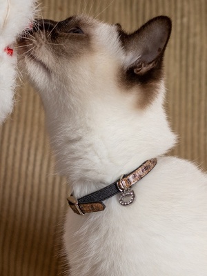 Безопасный ошейник для кошек Роскошный леопард с системой защиты от удушения, коричневый, размер 2S