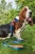Шлейка для собак 'Легко Надеть' с защитным механизмом от перекручивания. Размер M. Темно-синяя