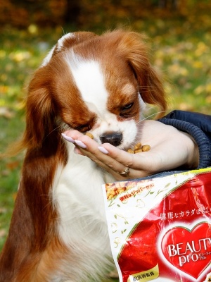 Корм для собак сухой с низким содержанием жира для контроля веса и укрепления иммунитета.