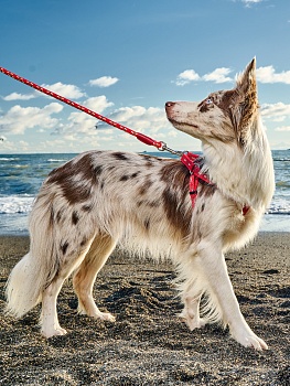 Поводок для собак особо прочный со светоотражением, красный, длина 140 см