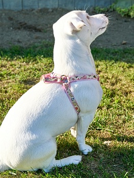 Шлейка для собак / шлейка БУРЖУА для собак мелких пород, цвет розовый, размер S
