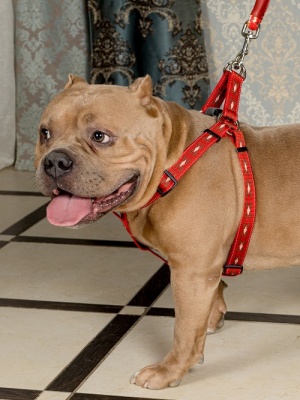 Шлейка эрго-анатомическая с двойной фиксацией АНТИСРЫВ и силиконовым креплением для собак до 30 кг, красная