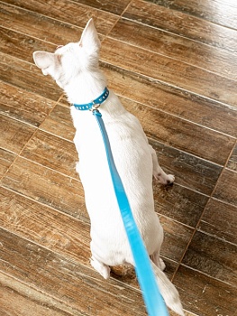 Поводок для собак с напылением жемчужной пудры и защитным покрытием, размер S, цвет голубой