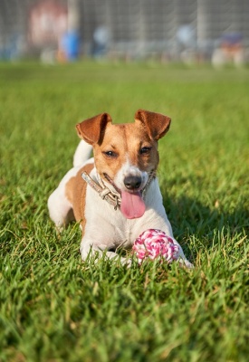 Игрушка плетёный мяч для собак, клубника, SS