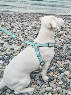 Шлейка для собак с функцией распределения нагрузки при рывке собаки, цвет бирюзовый, размер М
