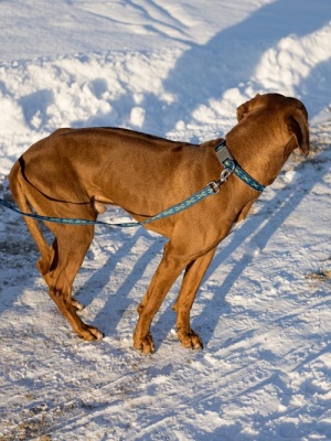 Поводок для собак из особо прочного нейлона с механизмом защиты от срыва на карабине, цвет синий, размер L
