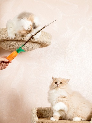 Дразнилка для кошек с пером фазана. Оранжевая