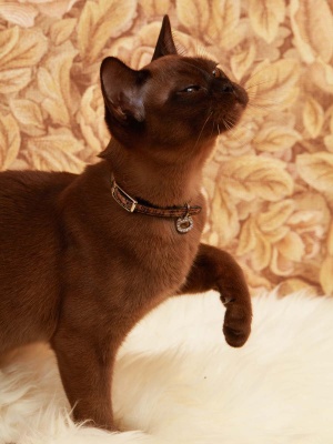 Безопасный ошейник для кошек Роскошный леопард с системой защиты от удушения, коричневый, размер 2S