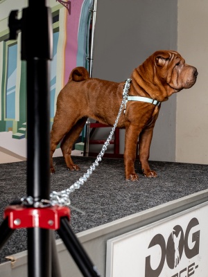 Привязочная стальная цепь с особым плетением звена для крупных собак, размер M