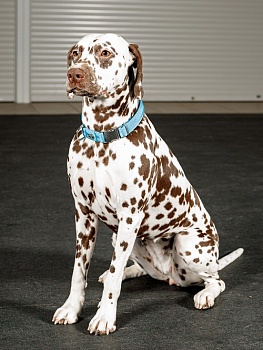 Воздушный ошейник для активных и серьёзных собак, размер L (цвет: голубой)