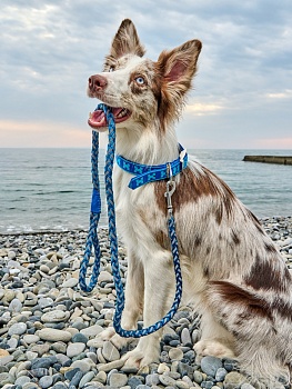 Поводок для собак с усиленным светоотражателем, цвет синий, размер L.