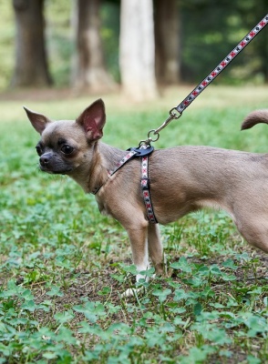 Шлейка для собак с поводком ЛЕГКО НАДЕТЬ с защитным механизмом от перекручивания с силиконовым креплением, черный