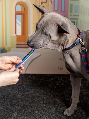 Поводок-стропа для собак DAISKI с механизмом защиты от срыва, синий, размер L