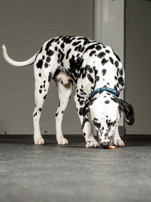 Ошейник для собак светоотражающий с двойной стропой и силиконовый защитой, синий, размер М.