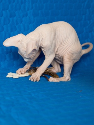 Мышка с кошачьей мятой. Белая