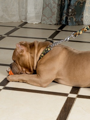 Регулируемый двойной ошейник с функцией полуудавки и цепью для собак, размер L, в стиле милитари камуфляж