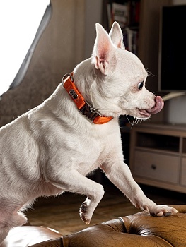 Воздушный ошейник для активных и серьёзных собак, размер S (цвет: оранжевый)