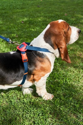 Шлейка для собак 'Легко Надеть' с защитным механизмом от перекручивания. Размер M. Темно-синяя