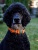 Ошейник для активных и серьёзных собак, размер М (цвет: оранжевый)