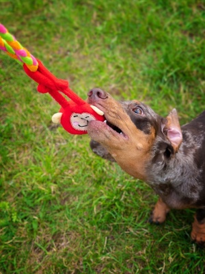 Подвешивающаяся игрушка обезьяна для собак