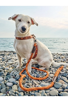 Шлейка для собак / Шлейка эрго-анатомическая, серия DАISKI, размер S, цвет: коричневый.
