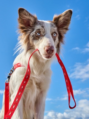 Поводок - стропа для собак светоотражающий 'АнтиСрыв' из особо прочного нейлона с механизмом защиты от срыва на карабине.