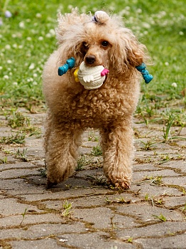 Игрушка латексный колобок в виде цыплёнка для собак мелких пород и мини