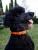 Ошейник для активных и серьёзных собак, размер М (цвет: оранжевый)