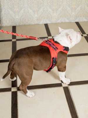 Шлейка-жилетка с балансером и функцией вентиляции для активных собак, размер L, красный