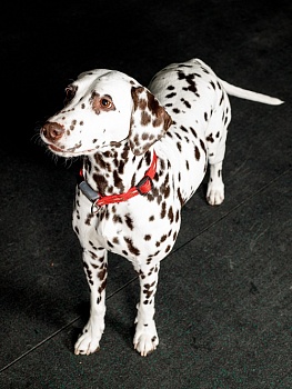 Светоотражающий ошейник для собак с двойной стропой и силиконовый защитой, красный, размер М.