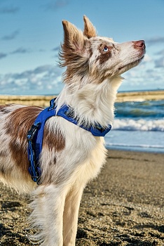 Шлейка для собак / шлейка жилетка для собак мелких и средних пород с Балансером, цвет синий, размер S