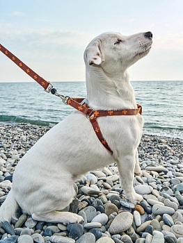 Шлейка DАISKI эрго-анатомическая с функцией распределения нагрузки при рывке собаки и силиконовой защитой на крепление, коричневый, размер S