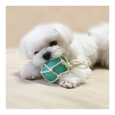 Латексная игрушка с хлопковыми зубными нитями "Морской буёк" для собак