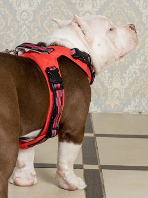 Шлейка-жилетка с балансером и функцией вентиляции для активных собак, размер L, красный